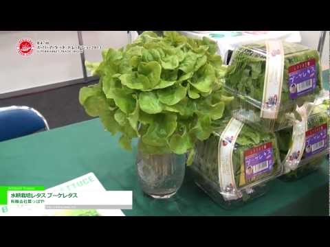 水耕栽培レタス ブーケレタス – 有限会社葉っぱや