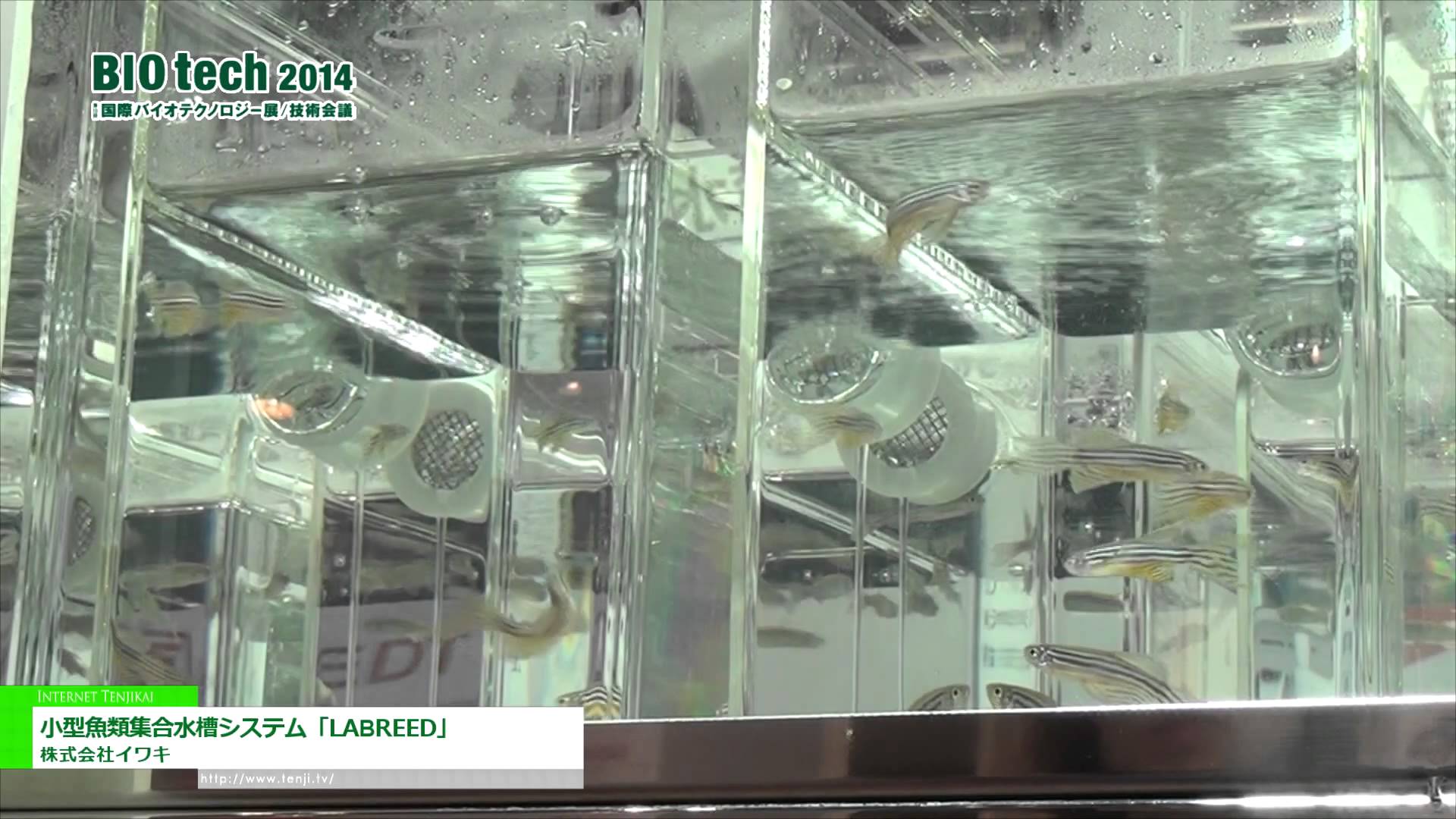 [BIO tech 2014] 小型魚類集合水槽システム「LABREED」 – 株式会社イワキ