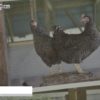 [第11回 アグリフードEXPO 東京 2016] 純国産鶏「かずさ地鶏」 – 株式会社せんのは / 株式会社農