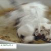 [JASIS 2016] 高機能油脂吸着剤「スーパーオイルグリッパー」 – 篠原電機株式会社