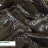 [地方銀行フードセレクション 2016] カンパチの昆布巻き「母の手作り桜島巻き」 – みなみ水産