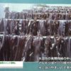 [FoodWeekKorea 2018] 天然昆布タブレット「莞島金日ジャンド昆布」 – Jangdo Foods
