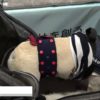 [Interpets 2019] ワンちゃんの健康とキモチを予測「KPSドッグスキャン」 – 株式会社ケーピーエス