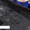 [第21回 ジャパン・インターナショナル・シーフードショー] 生体群制御 – 炎重工株式会社