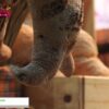 [Thailand Coffee, Tea & Drinks | Bakery & Ice-Cream 2022] Bakery Ingredients - SCHMIDT