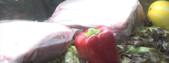 [第11回 アグリフードEXPO 東京 2016] ハーブ豚 – 伊藤ハム株式会社 / 日清丸紅飼料株式会社