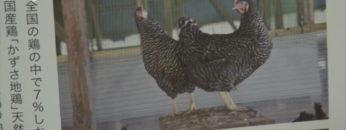 [第11回 アグリフードEXPO 東京 2016] 純国産鶏「かずさ地鶏」 – 株式会社せんのは / 株式会社農