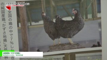 [第11回 アグリフードEXPO 東京 2016] 純国産鶏「かずさ地鶏」 – 株式会社せんのは / 株式会社農