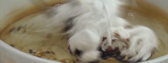 [JASIS 2016] 高機能油脂吸着剤「スーパーオイルグリッパー」 – 篠原電機株式会社