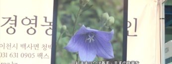 [Food Week Korea 2016] 青青ハル 紅キキョウ – キルキョン農業組合