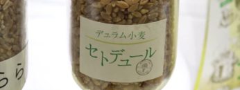 [パティスリー＆ブーランジェリージャパンワールド 2017] 国産デュラム小麦種「セトデュール」 – 農研機構