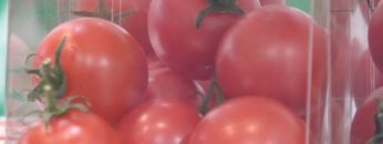 [第4回 国際次世代農業EXPO] 農業参入支援パッケージ「Farmup」 – 銀座農園株式会社