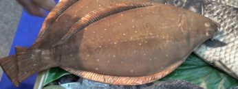 [SIPREMIUM 2018] 新鮮な魚クッション＆ペンケース「Fish & Fancy」 – MONSTER COMMERCE