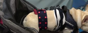 [Interpets 2019] ワンちゃんの健康とキモチを予測「KPSドッグスキャン」 – 株式会社ケーピーエス