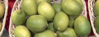 [INTER-FOOD JAPAN 2012] 国産レモン 広島レモン – JA広島果実連