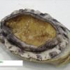 [第21回 ジャパン・インターナショナル・シーフードショー] 韓国ワンド産「活蝦夷あわび」 – 日本活魚株式会社
