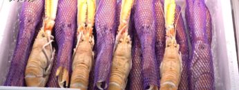 [第21回 ジャパン・インターナショナル・シーフードショー] スコットランド産冷凍スカンピ (ラングスティーヌ) – 有限会社アイランドフーズ