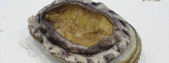 [第21回 ジャパン・インターナショナル・シーフードショー] 韓国ワンド産「活蝦夷あわび」 – 日本活魚株式会社