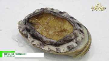 [第21回 ジャパン・インターナショナル・シーフードショー] 韓国ワンド産「活蝦夷あわび」 – 日本活魚株式会社