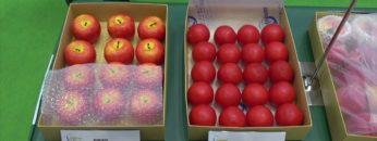 [アグロ・イノベーション 2019] 生分解＆鮮度保持袋「アピノンキーパー」 – モアディバイス株式会社