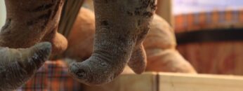 [Thailand Coffee, Tea & Drinks | Bakery & Ice-Cream 2022] Bakery Ingredients - SCHMIDT