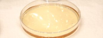 [ifia JAPAN 2022 ] 和歌山県産うめ原料「うめ5倍濃縮果汁」 - 中野BC株式会社